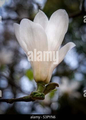 Fleur de magnolia à la maison et aux jardins de Denzell Banque D'Images