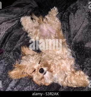 Un chiot cavalier endormi sur une couverture (partie Bichon Frise et partie King Charles cavalier) Banque D'Images