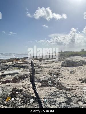 Gobelet en plastique pris sur dérive bois en décomposition sur la plage soufflant dans le vent - sauver la planète Banque D'Images