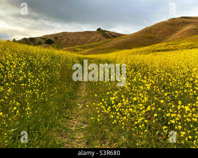 Chemin à travers le champ de moutarde sauvage. Banque D'Images