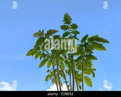 Semis de tomates rouges en gros plan. Pousses de tomate. Espace de copie de tomate Banque D'Images