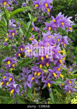 Fleurs pourpres et jaunes de la plante aigre-douce toxique. Solanum Dulcamara. Un membre de la famille NightShade Banque D'Images