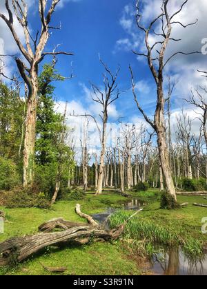 Chênes morts au printemps, parc national de New Forest Banque D'Images