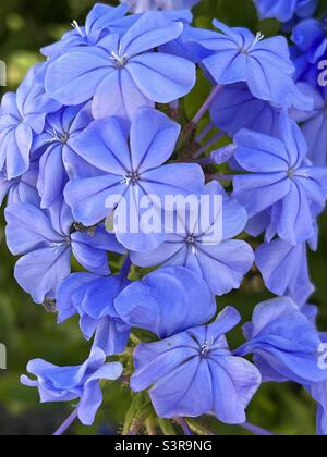 Fleurs de plumbago bleu Banque D'Images