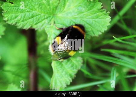 Gros plan d'une abeille qui a atterri sur une feuille. Cette photo a été prise dans un pré à Liverpool, Merseyside. La photo a été prise en mai 2022. Banque D'Images