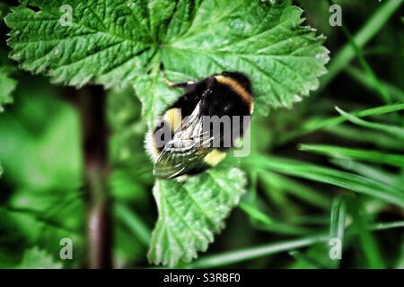 Gros plan d'une abeille qui a atterri sur une feuille. Cette photo a été prise dans un pré à Liverpool, Merseyside. La photo a été prise en mai 2022. Banque D'Images