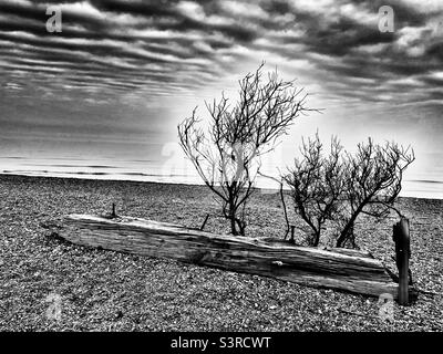 Groyne en bois lavée sur une plage Banque D'Images