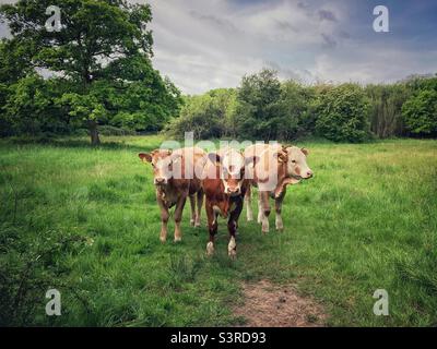 Un groupe de trois bovins de la Croix de Hereford debout dans un champ avec un chêne. Banque D'Images