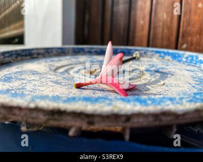 La fleur de Fangipani (plumeria) tombe sur un seau bleu Banque D'Images