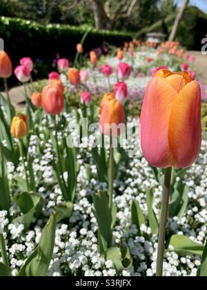 Superbes tulipes colorées Banque D'Images