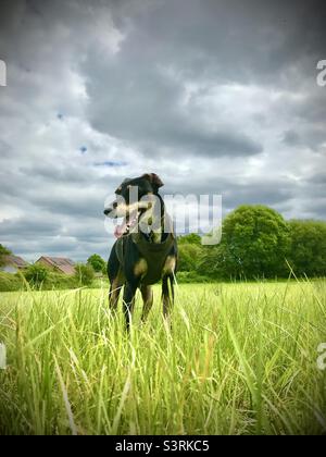 Dog in grassy field Banque D'Images