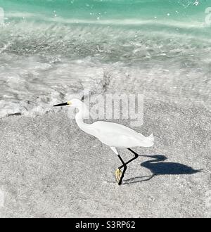 Egret enneigé sur le bord de l'eau en Floride Banque D'Images