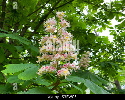 Fleurs de châtaigne de cheval Aesculus hippocastanum gros plan Banque D'Images