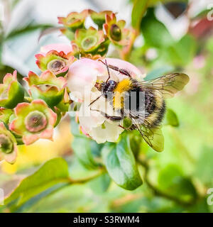 Un bourdon pollinisant une fleur sur un bleuet Banque D'Images