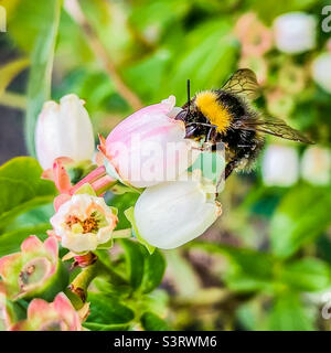 Un bourdon pollinisant une fleur sur un bleuet Banque D'Images