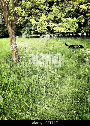 Chien Labrador noir marchant dans de l'herbe longue. Royaume-Uni Banque D'Images