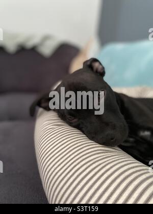 Chiot Sleepy Staffy Banque D'Images