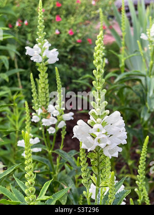 Plante blanche vivace obéissant alias fausse tête de libellule. Banque D'Images