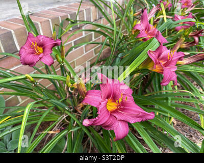 De belles fleurs de couleur rose foncé poussent dans un jardin. Banque D'Images