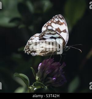 Papillon blanc marbré capte la lumière sur ses ailes comme il est assis sur une fleur de trèfle rose Banque D'Images