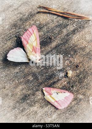 Défunte et de-Winged Rosy Maple Moth Banque D'Images