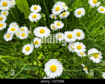 Chamomilla Matricaria est un génie des plantes à fleurs vivaces de la famille des Asteraceae. Camomille pharmacie Matricaria camomilla et syn Banque D'Images