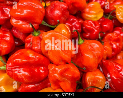 Piments forts en vente dans un supermarché asiatique. Banque D'Images