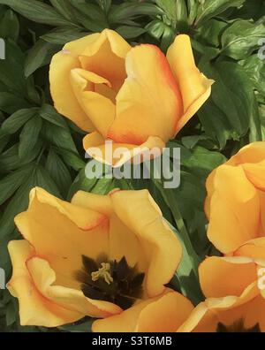 Groupe de tulipes jaunes Banque D'Images