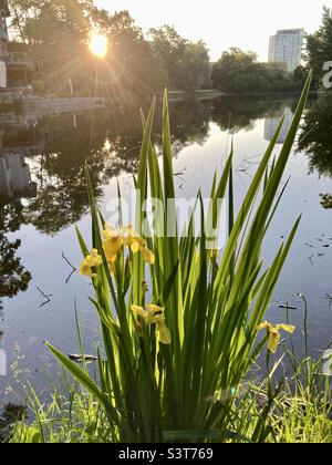 L’iris jaune au bord de l’entrée de Brown lorsque le soleil se couche. Bonjour ! Banque D'Images