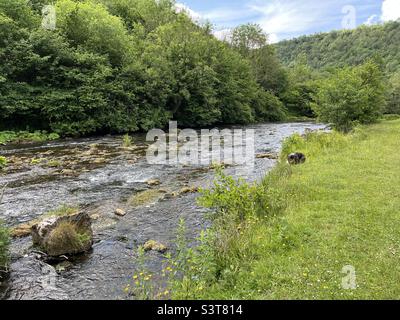 Rivière Wye traversant Monsal Dale dans le Peak District Banque D'Images