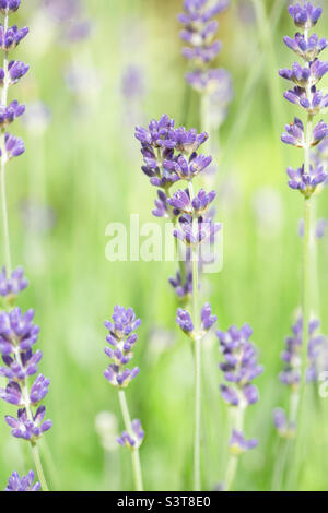 Fond plein cadre de fleurs de lavande et de tiges dans un concept d'aromathérapie parfumé avec espace de copie Banque D'Images