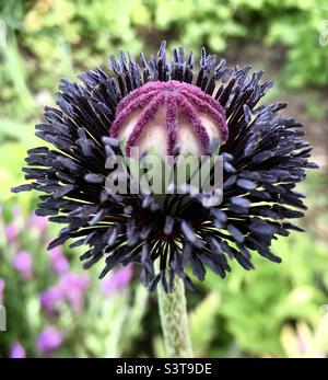 Coquelicot, bordeaux, vert, nature, vie, style , design Banque D'Images