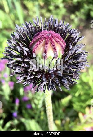 Coquelicot, bordeaux, vert, nature, vie, style , design Banque D'Images