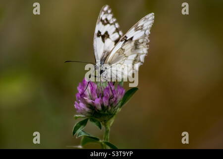 Un papillon blanc marbré sur un trèfle violet rose avec un arrière-plan flou Banque D'Images