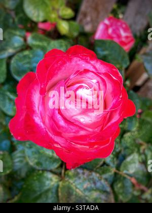 Rose rouge avec des gouttes de pluie Banque D'Images