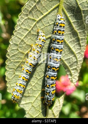 Chenilles de mullein (Cuculllia verbasci) se nourrissant de la tordeuse des bourgeons Banque D'Images