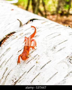 Orange acheted newt sur White Birch log dans le New Hampshire Banque D'Images