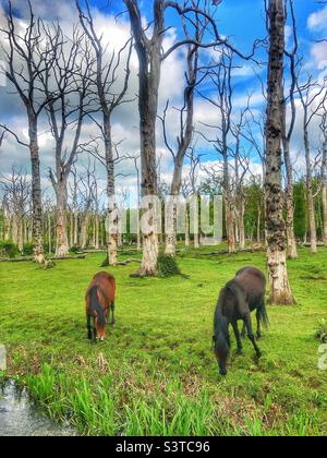 Les poneys de la nouvelle forêt paissent dans une forêt de chênes morts à côté du ruisseau. Printemps 2022 Banque D'Images