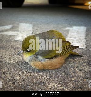 Silvereye/Wax-eye (Zosterops lateralis) [oiseau malade] Banque D'Images