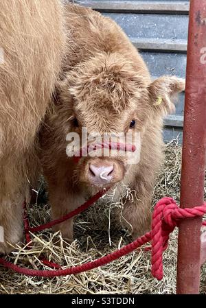 Bébé haut de terre veau à trois comtés montrent 2022 Banque D'Images