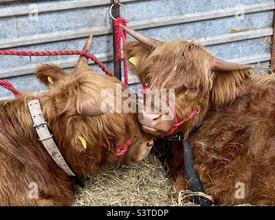 Les bovins des Highlands dans trois comtés montrent 2022 Banque D'Images