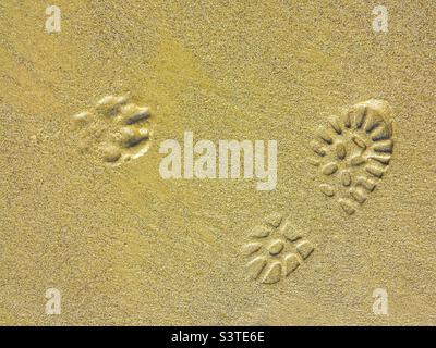 Empreinte humaine et empreinte de patte de chien dans le sable sur la plage de Dorset, Hampshire, Royaume-Uni Banque D'Images