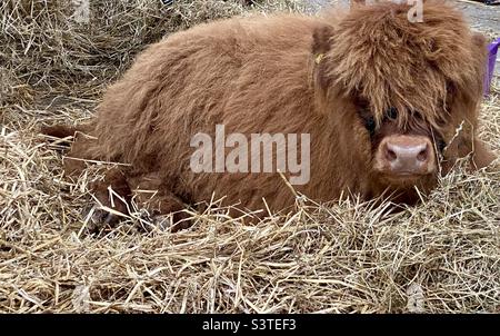 La vache des Highlands dans trois comtés affiche 2022 Banque D'Images