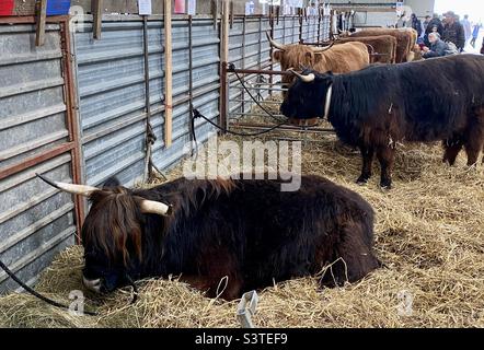 Les bovins des Highlands dans trois comtés montrent 2022 Banque D'Images