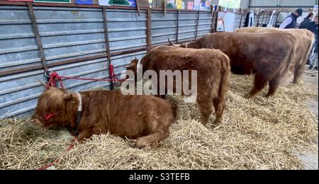 Les bovins des Highlands dans trois comtés montrent 2022 Banque D'Images