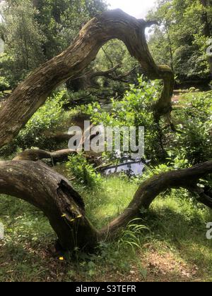 Des branches d'arbres déchus survolez la rivière Lymington dans le parc national de New Forest Banque D'Images