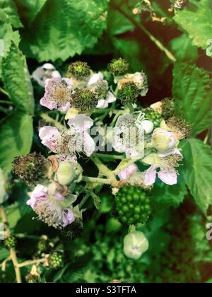 Plante BlackBerry et ses fleurs Banque D'Images