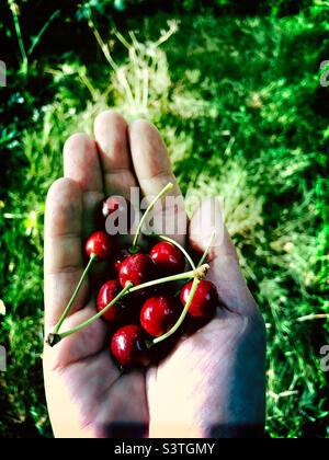 Cerises fraîchement cueillies à la main Banque D'Images
