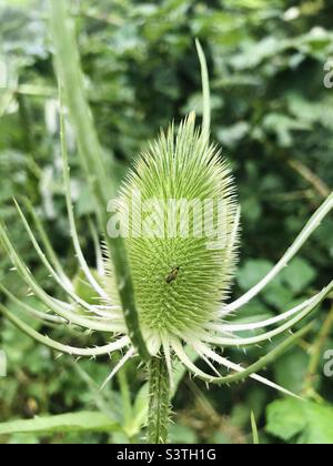 Un petit insecte sur une plante de chardon de lait Banque D'Images