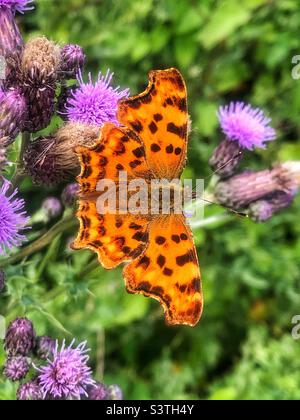 Comma Butterfly (Polygonia c-album) se nourrissant des fleurs de chardon au Hub Bishopstoke Hampshire Royaume-Uni Banque D'Images